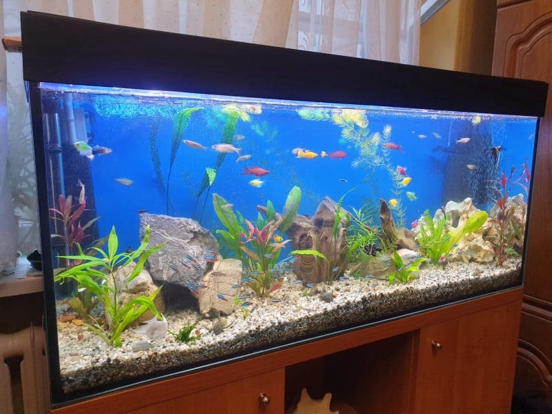 Akwarium z biotopem słodkowodnym, symbolizujące pasję właściciela Hydromonters.pl do perfekcyjnej jakości i czystości wody. W akwarium widoczne są kolorowe ryby i zróżnicowana roślinność wodna.